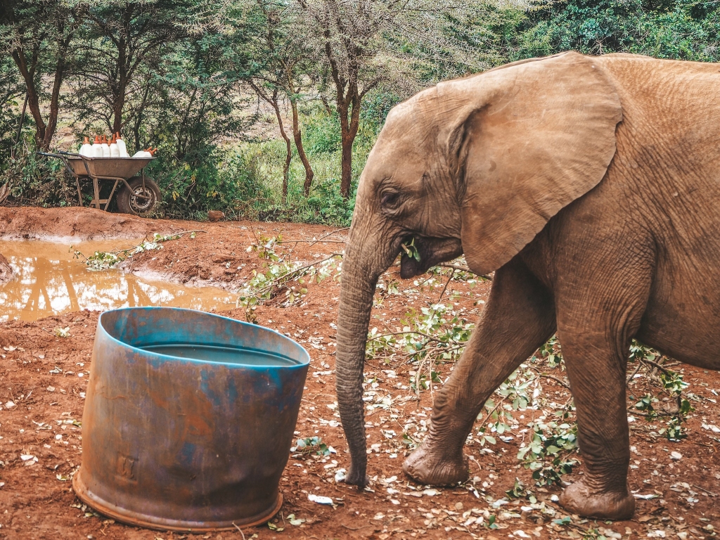 Meet some Orphan Elephants in Kenya